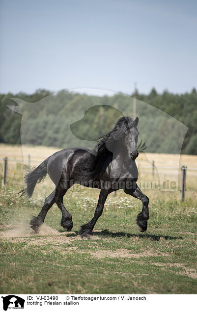 trabender Friese Hengst / trotting Friesian stallion / VJ-03490