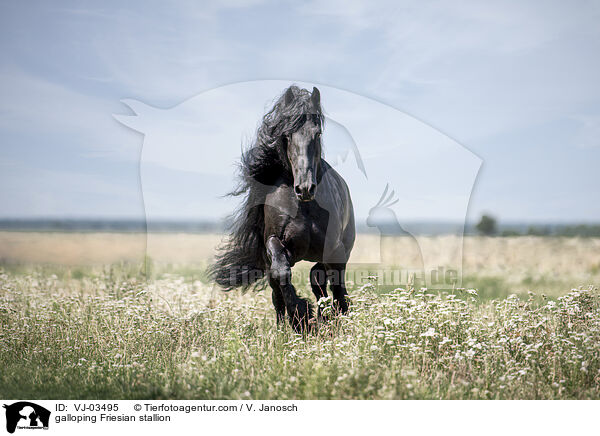 galoppierender Friese Hengst / galloping Friesian stallion / VJ-03495