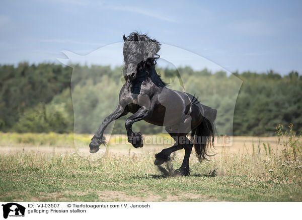 galloping Friesian stallion / VJ-03507
