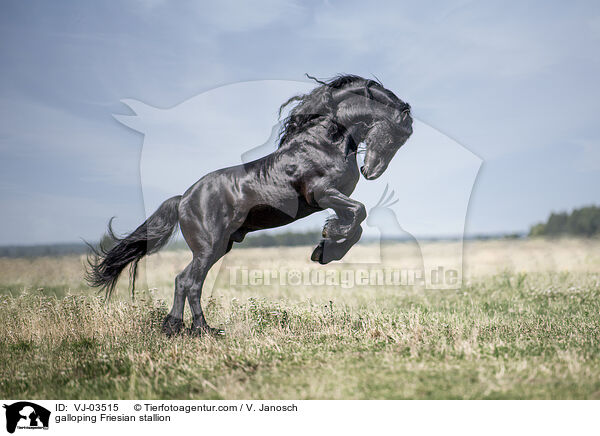 galloping Friesian stallion / VJ-03515