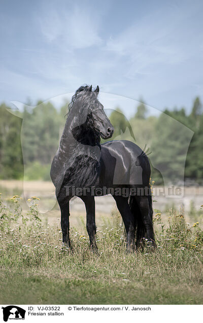 Friese Hengst / Friesian stallion / VJ-03522