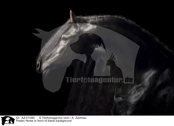 Frisian Horse in front of black background / AZ-01080