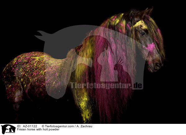Friese mit Holi Pulver / Frisian horse with holi powder / AZ-01122