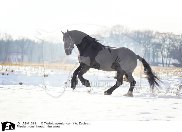 Friesian runs through the snow / AZ-01384