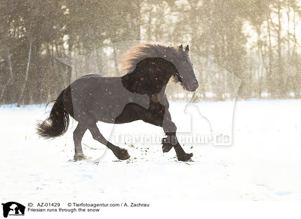 Friesian runs through the snow / AZ-01429