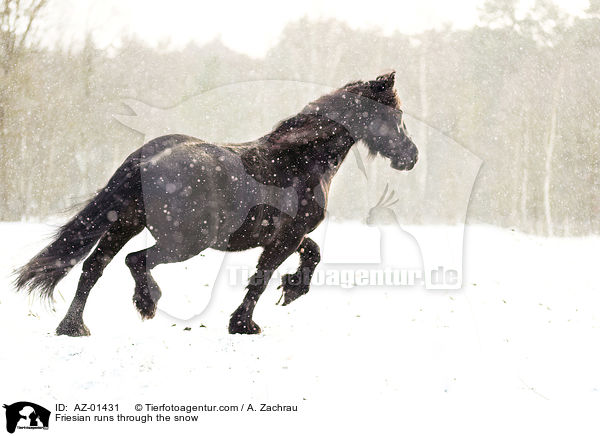 Friesian runs through the snow / AZ-01431