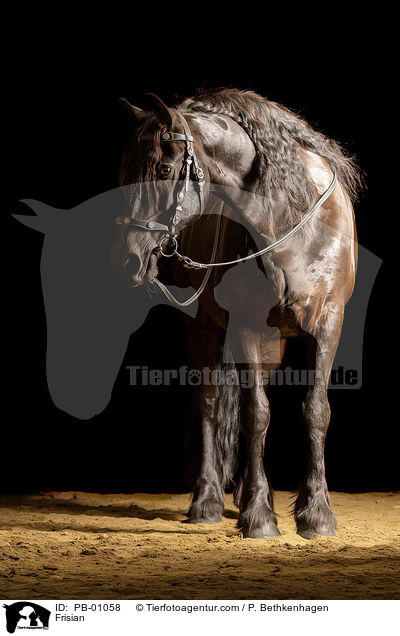 Frisian / PB-01058