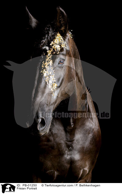 Frisian Portrait / PB-01250
