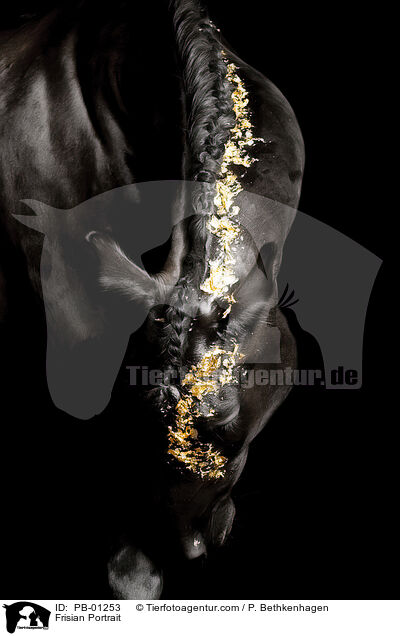 Frisian Portrait / PB-01253