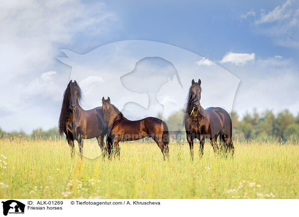 Friesen / Friesian horses / ALK-01269