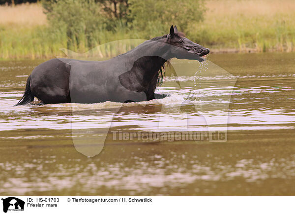 Friesian mare / HS-01703