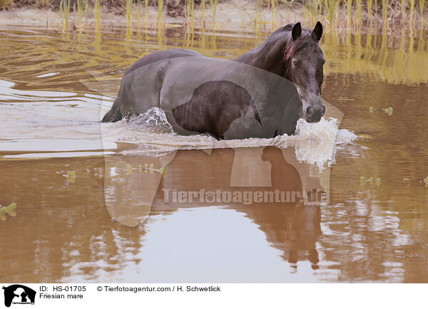 Friesian mare / HS-01705