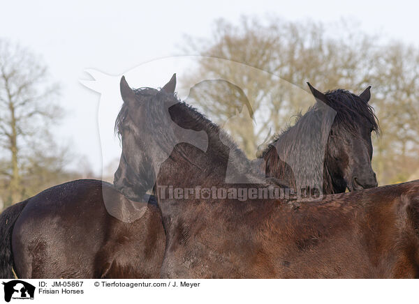 Friesen / Frisian Horses / JM-05867