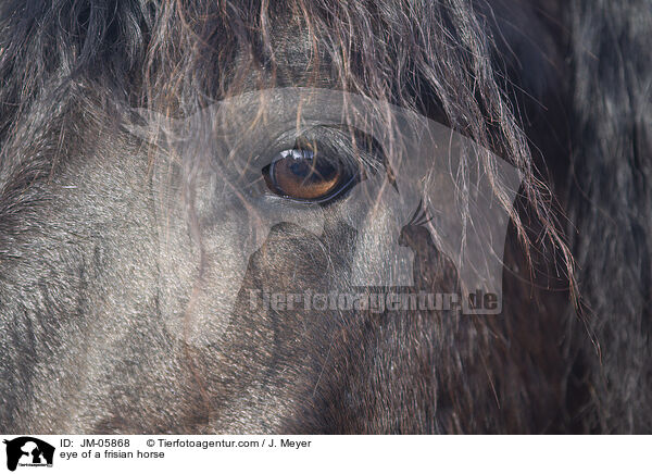 eye of a frisian horse / JM-05868