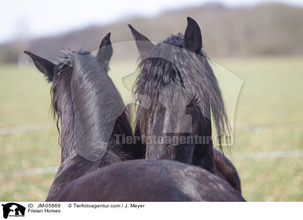 Friesen / Frisian Horses / JM-05869