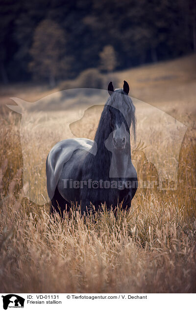 Friese Hengst / Friesian stallion / VD-01131
