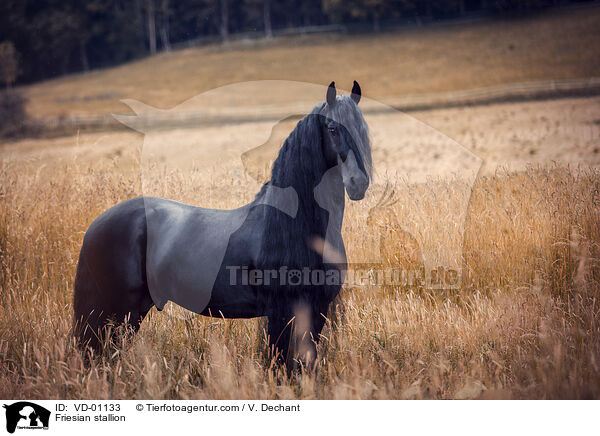 Friesian stallion / VD-01133