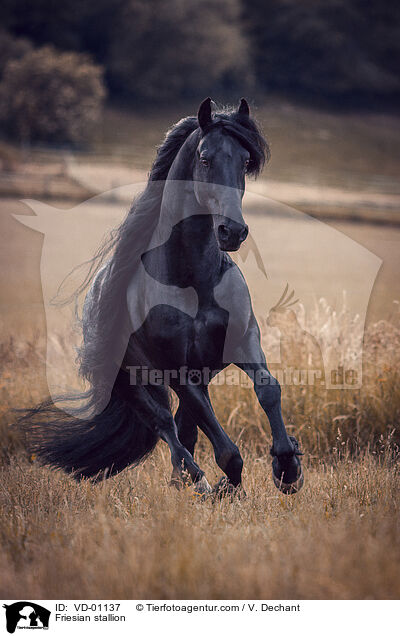 Friesian stallion / VD-01137