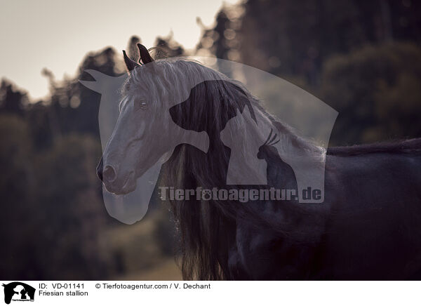 Friese Hengst / Friesian stallion / VD-01141