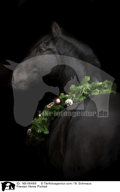 Friese Portrait / Friesian Horse Portrait / NS-06489