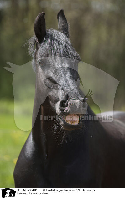 Friesian horse portrait / NS-06491
