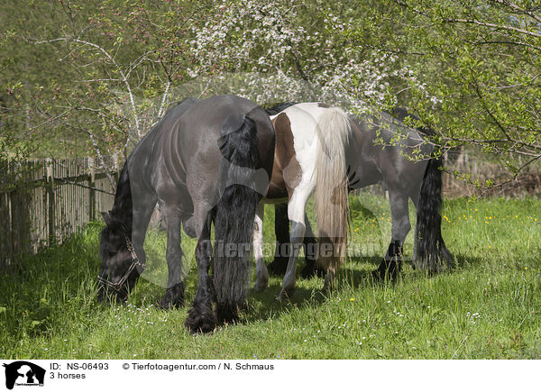3 Pferde / 3 horses / NS-06493