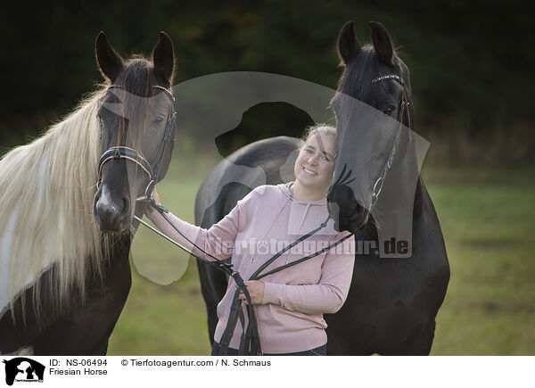Friese / Friesian Horse / NS-06494