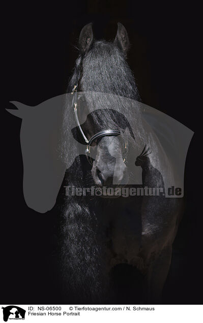 Friese Portrait / Friesian Horse Portrait / NS-06500