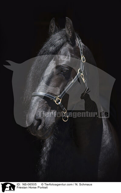 Friese Portrait / Friesian Horse Portrait / NS-06505