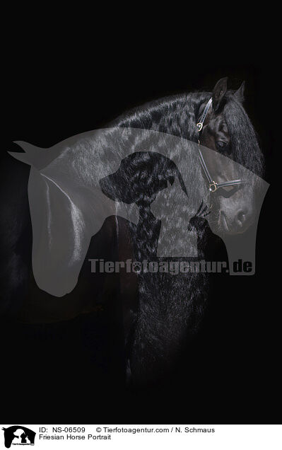Friese Portrait / Friesian Horse Portrait / NS-06509