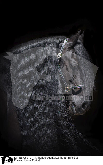 Friesian Horse Portrait / NS-06510