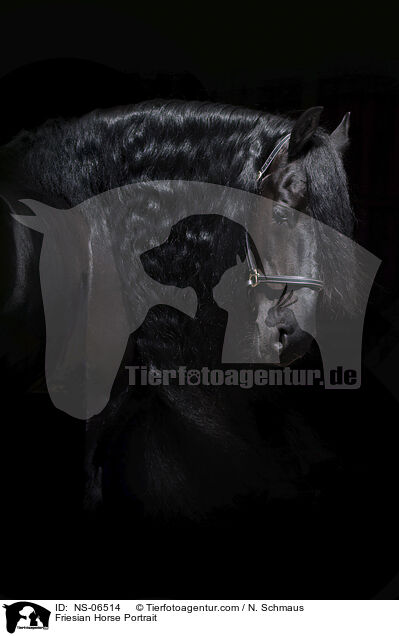Friesian Horse Portrait / NS-06514