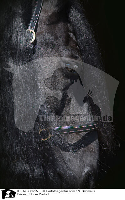 Friese Portrait / Friesian Horse Portrait / NS-06515
