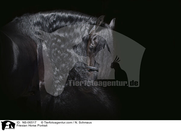 Friese Portrait / Friesian Horse Portrait / NS-06517
