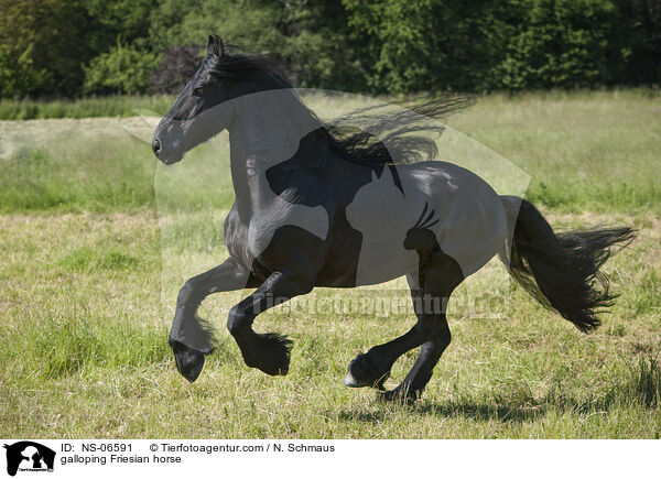 galloping Friesian horse / NS-06591