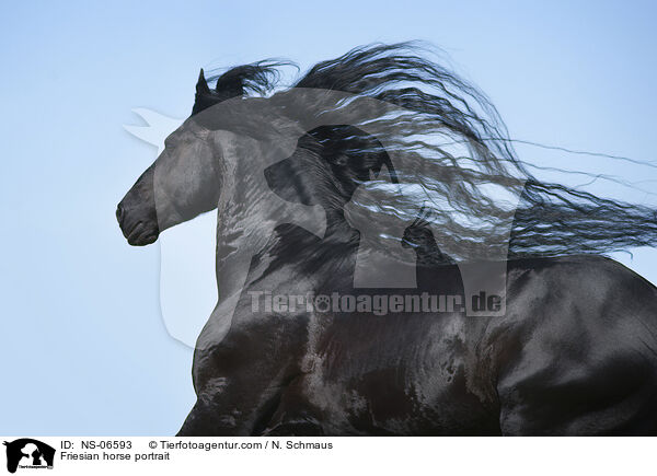 Friese Portrait / Friesian horse portrait / NS-06593