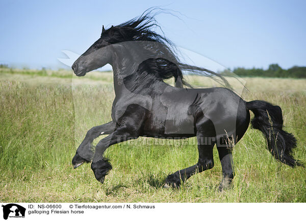 galoppierender Friese / galloping Friesian horse / NS-06600