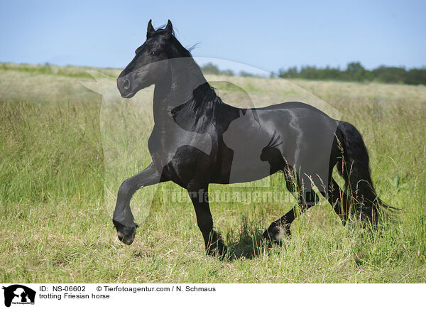 trabender Friese / trotting Friesian horse / NS-06602