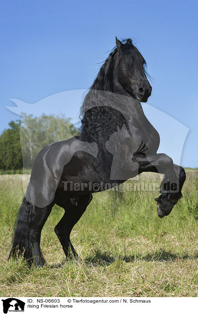 rising Friesian horse / NS-06603
