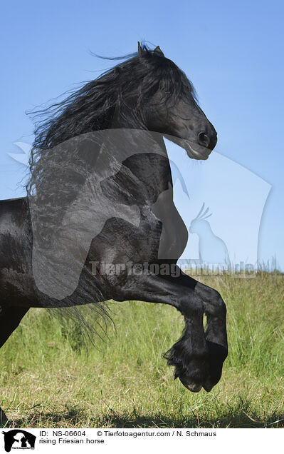 rising Friesian horse / NS-06604