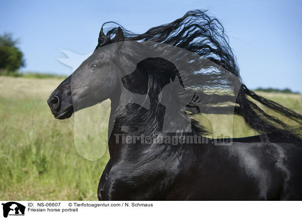 Friese Portrait / Friesian horse portrait / NS-06607