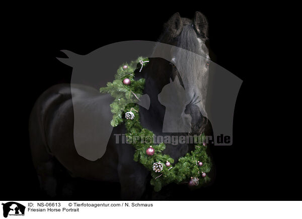Friese Portrait / Friesian Horse Portrait / NS-06613