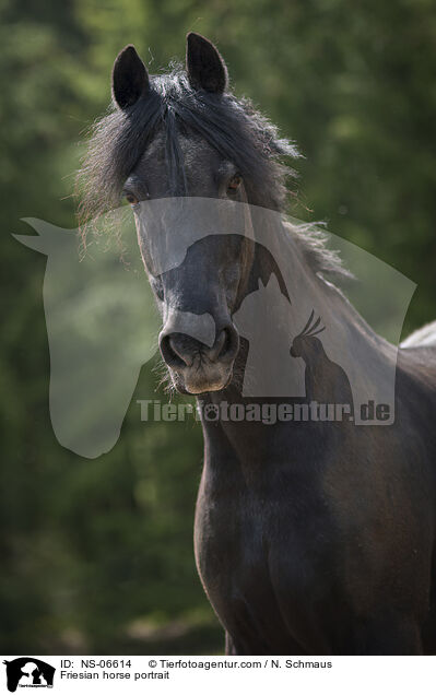 Friese Portrait / Friesian horse portrait / NS-06614