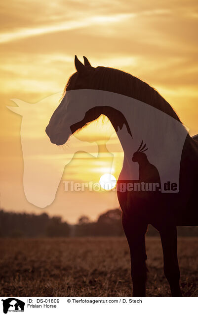 Friese / Frisian Horse / DS-01809