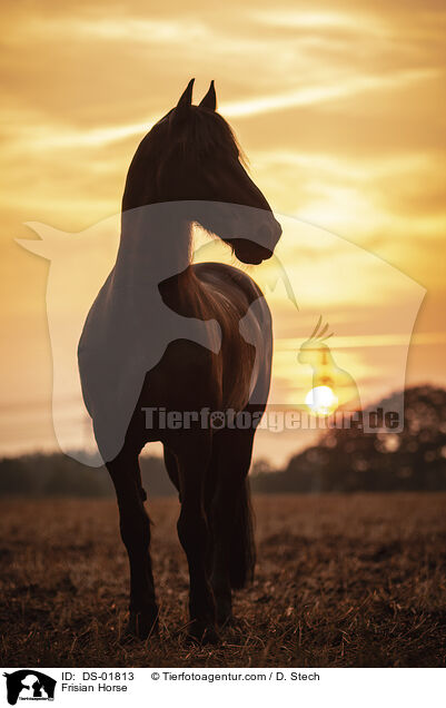 Friese / Frisian Horse / DS-01813