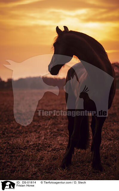 Friese / Frisian Horse / DS-01814