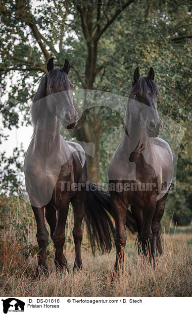 Friesen / Frisian Horses / DS-01818
