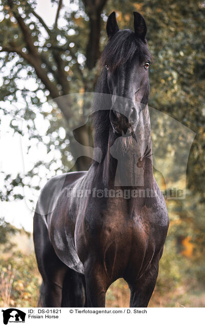 Friese / Frisian Horse / DS-01821