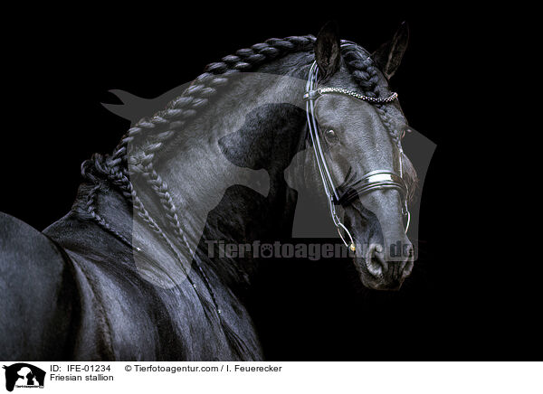 Friese Hengst / Friesian stallion / IFE-01234