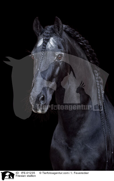 Friese Hengst / Friesian stallion / IFE-01235